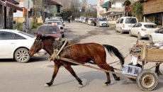 Saatlıda “Qazel” at arabasını vurub, xəsarət alan var