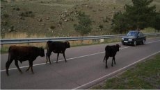 Yol polisi mal-qara sahiblərinə xəbərdarlıq etdi - DİQQƏT 