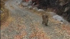 Parkda yürüş edən kişi vəhşi heyvanla qarşılaşdı 