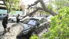 Güclü külək Bakıda nəhəng ağacı avtomobillərin üzərinə aşırdı   - FOTO